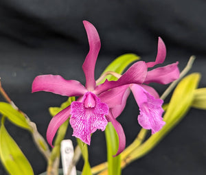 Recchara Playa Chuspa (6" p) <br>(Blc. Copper Queen x Sch. rosea)