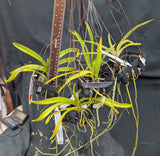 Vanda Heinz Graf (3"b) <br> Vanda (Golden Peddler x Indio Guaicaipuro)