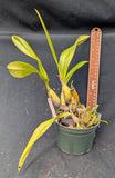 Schomburgkia schultzei x self (5"p)