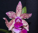 Cattleya Graf's Veloz (mounted) <br> (C. Motte Spots x C. Waianae Leopard)
