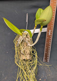 Cattleya Graf's Veloz (mounted) <br> (C. Motte Spots x C. Waianae Leopard)