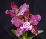 Cattleya Graf's Veloz (mounted) <br> (C. Motte Spots x C. Waianae Leopard)