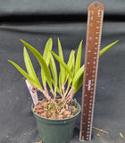 Dekensara Graf's Sutileza (5"p)<br>(Bc. Maikai 'Majuni' x Schom. undulata)