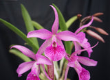 Dekensara Graf's Sutileza (5"p)<br>(Bc. Maikai 'Majuni' x Schom. undulata)