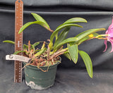 Lc. Graf's Fiesta (6"p)