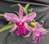 Lc. Graf's Fiesta (6"p)