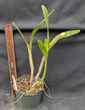Recc. Fortuna de Oripoto (5") <br> (Blc. Fortune x Sch. undulata)