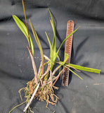 Epicattleya Graf's Gem 'La Orquidea' (bare root)<br> (Epc. Dowset Gem x C. Choclate Drop)