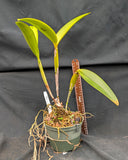 Schocat. Henrique Romero Graf (6"p) <br> (Schomburgkia lyonsii x Cattleya amethystoglossa)