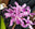 logo of Plantio La Orquidea - Unusual orchid species and hybrids.