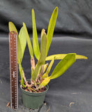 Laelia pulcherrima alba (5"p)