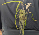 Brassolaelia Choroni (m)