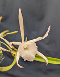 Brassolaelia Choroni (m)