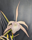 Brassolaelia Choroni (m)