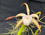 Brassolaelia Choroni (m)