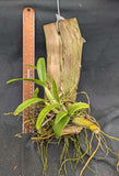 Myrmecophila brysiana 'Orange Belle' x self (bare root)