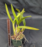 Pot. Chief Sweet 'Orange' x <br> L. superbiens 'Santa Barbara' (6"p)