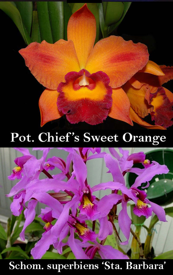 Pot. Chief Sweet 'Orange' x <br> L. superbiens 'Santa Barbara' (6