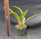 Bc. Hippodamia x Blc. Mem. Shirley More (4"p)