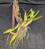 Recchara Graf's Aventura (Mounted}<br>(Mcp. tibicinis grande x Blc. Yen Corona)