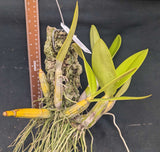 Recchara Graf's Aventura (Mounted}<br>(Mcp. tibicinis grande x Blc. Yen Corona)
