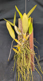 Recchara Graf's Aventura (Mounted}<br>(Mcp. tibicinis grande x Blc. Yen Corona)