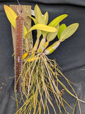 Recchara Graf's Aventura (Mounted}<br>(Mcp. tibicinis grande x Blc. Yen Corona)