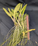 Recchara Graf's Aventura (MountedP}<br>(Mcp. tibicinis grande x Blc. Yen Corona)