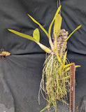 Recchara Graf's Aventura (Mounted}<br>(Mcp. tibicinis grande x Blc. Yen Corona)