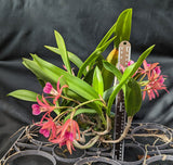 Bc. Peach Bird (bare root)<br> (Bc. Maikai 'Mayumi' x C. Herbert Oesterreich)