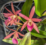 Bc. Peach Bird (bare root)<br> (Bc. Maikai 'Mayumi' x C. Herbert Oesterreich)