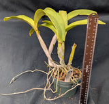 Recchara Graf's Beauty (5"p)<br> (Blc. Beverly Blietz '#2' x Schomburgkia superbiens alba)