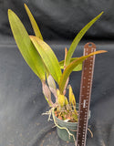 Recchara Graf's Beauty (5"p)<br> (Blc. Beverly Blietz '#2' x Schomburgkia superbiens alba)