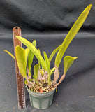 Recchara Graf's Beauty (5"p)<br> (Blc. Beverly Blietz '#2' x Schomburgkia superbiens alba)
