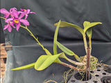 Recchara Graf's Beauty (6"p)<br> (Blc. Beverly Blietz '#2' x Schomburgkia superbiens alba)