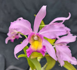 Recchara Graf's Beauty (5"p)<br> (Blc. Beverly Blietz '#2' x Schomburgkia superbiens alba)