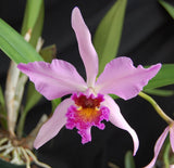 Recchara Graf's Beauty (5"p)<br> (Blc. Beverly Blietz '#2' x Schomburgkia superbiens alba)