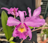 Recchara Graf's Beauty (5"p)<br> (Blc. Beverly Blietz '#2' x Schomburgkia superbiens alba)