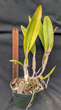 Recchara Graf's Beauty (5"p)<br> (Blc. Beverly Blietz '#2' x Schomburgkia superbiens alba)
