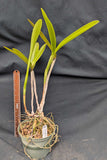 Recchara Tucacas ( 6"p)