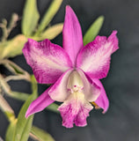 Lcn. Playa Punta Brava  Very Large(mounted)