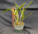 Blc. Playa Cuyagua (6"p)<br> ( Bc. Maikai x Lc. Gold Digger)