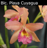 Blc. Playa Cuyagua (6"p)<br> ( Bc. Maikai x Lc. Gold Digger)