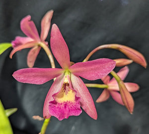 Blc. Playa Cuyagua (5"p)<br> ( Bc. Maikai x Lc. Gold Digger)
