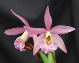 Chz. Haleahi Sunbow (5"p)<br>(Rby. Golden Tang x Bc. Maikai 'Majumi')