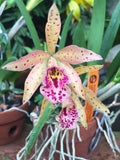 Chz. Haleahi Sunbow (5"p)<br>(Rby. Golden Tang x Bc. Maikai 'Majumi')