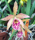 Chz. Haleahi Sunbow  (4"p)<br> Bc. (Maikai 'Mayuni' x Blc. Golden Tang)