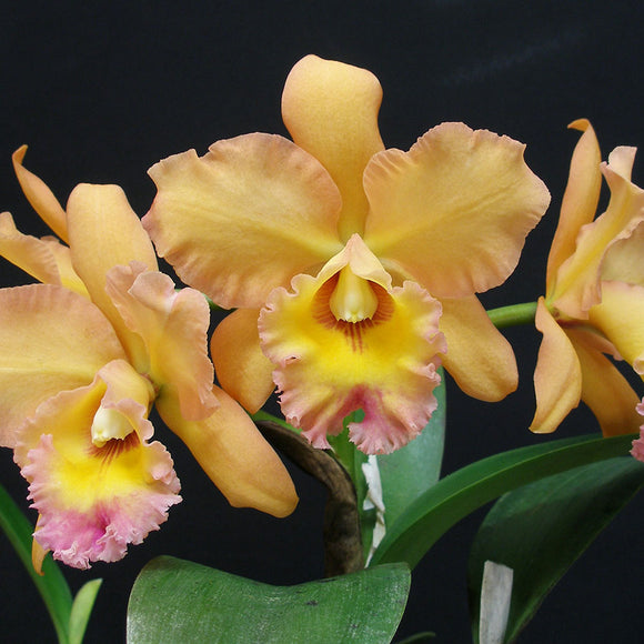 Blc. Waianae King 'Kosaki' x Blc. Waianae King 'Orchidheights' AM/AOS (2.5