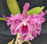 Shombocatt. Graf's Pink Tiger (6"p)<br>(C. percivalliana alba x Schom. lyonsii)