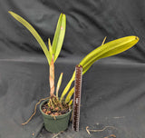 Shombocatt. Graf's Pink Tiger (6"p)<br>(C. percivalliana alba x Schom. lyonsii)